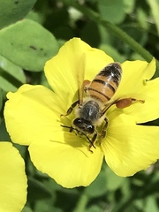 Apis mellifera