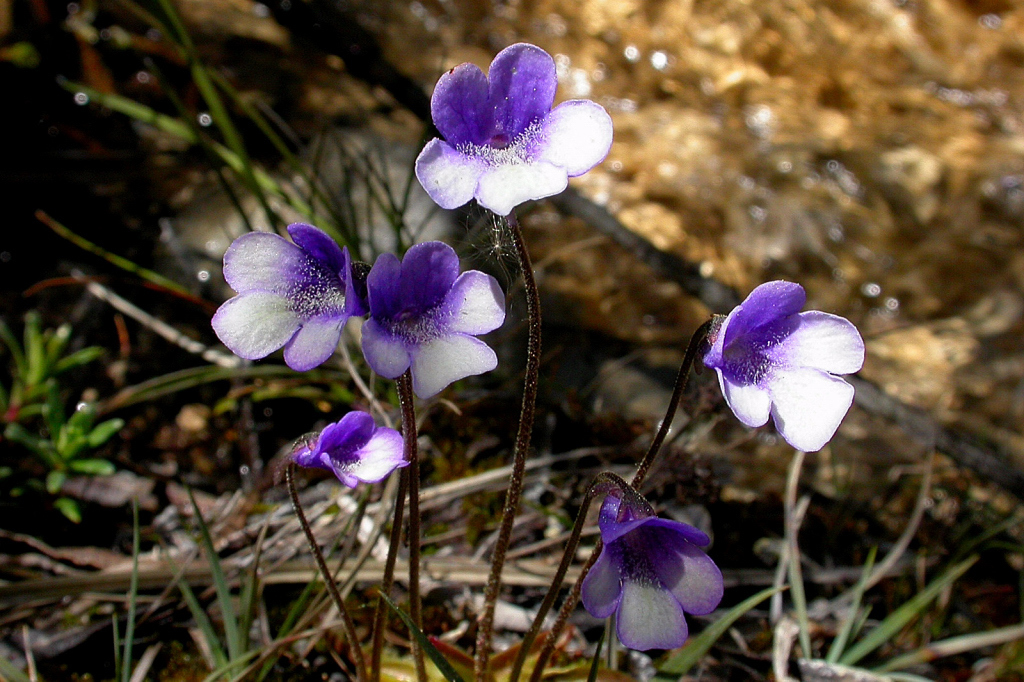 Pinguicula arvetii
