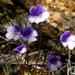 Pinguicula arvetii - Photo (c) Roberto Sindaco, some rights reserved (CC BY-NC-SA), uploaded by Roberto Sindaco