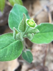 Euphorbia mercurialina