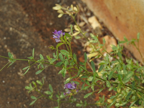 Medicago sativa
