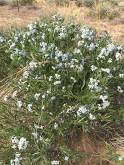 Amsonia