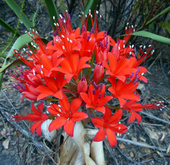 Brunsvigia marginata