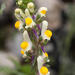 Three-leaved Toadflax - Photo (c) Stefano Doglio, some rights reserved (CC BY-NC), uploaded by Stefano Doglio
