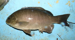 Girella elevata