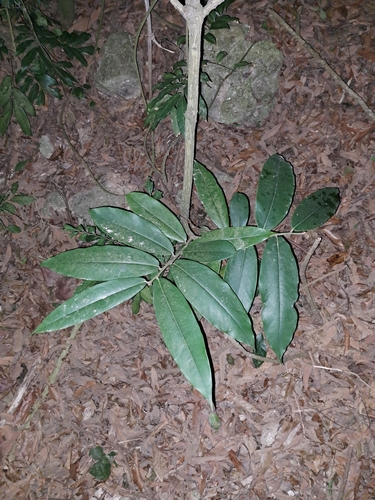 Diospyros blancoi