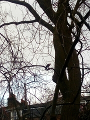 Accipiter nisus