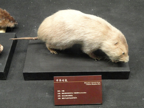 Chinese Bamboo Rat (Rhizomys sinensis) — Least Concern Mammalia