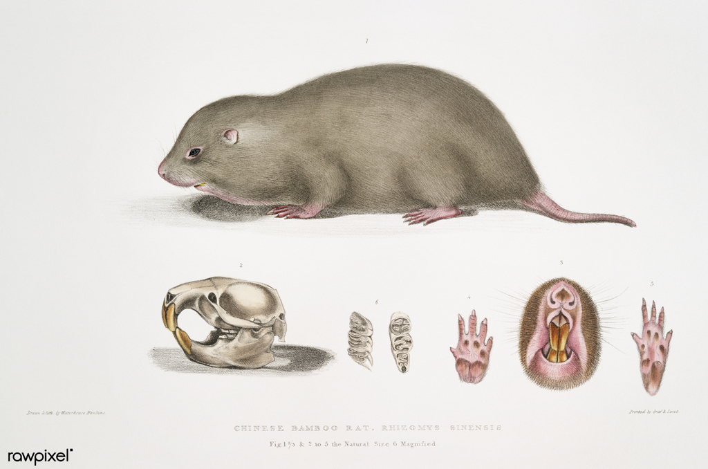 Chinese Bamboo Rat