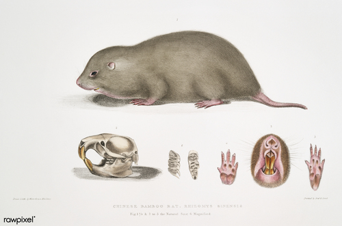 Chinese Bamboo Rat