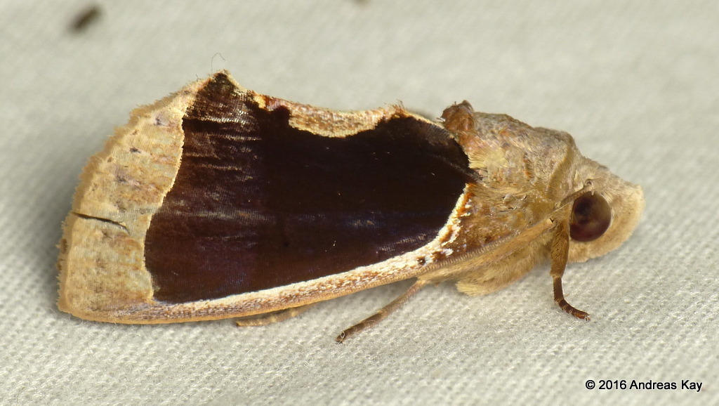 Gonodonta