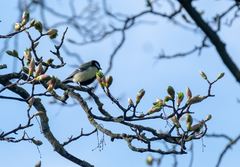 Parus major