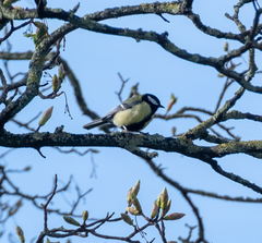 Parus major