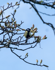 Parus major
