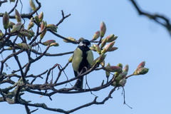 Parus major