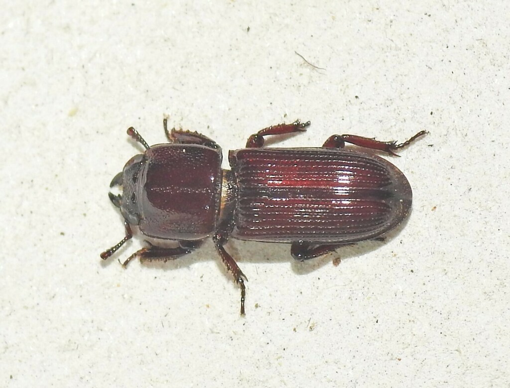 Figulus lilliputanus