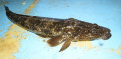 Platycephalus fuscus