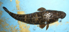 Platycephalus fuscus