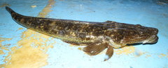Platycephalus fuscus
