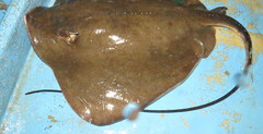 Hemitrygon fluviorum