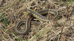 Thamnophis sirtalis semifasciatus
