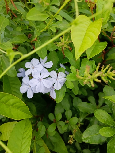 blue plumbago