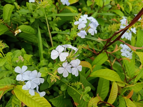 Plumbago auriculata