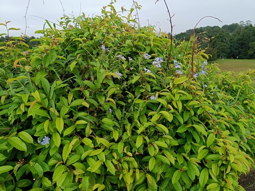 Representative image of Plumbago auriculata
