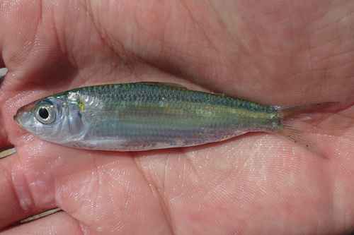 Bali sardinella (Sardinella lemuru) — Clupeidae