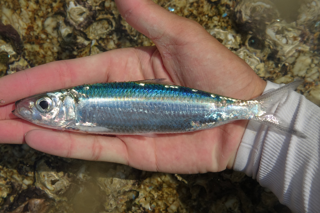 Smoothbelly Sardinella