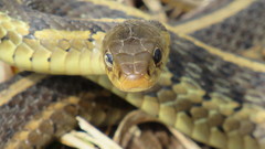 Thamnophis sirtalis semifasciatus