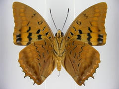 Charaxes lucretius maximus