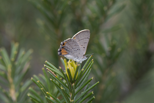 Acrodipsas aurata