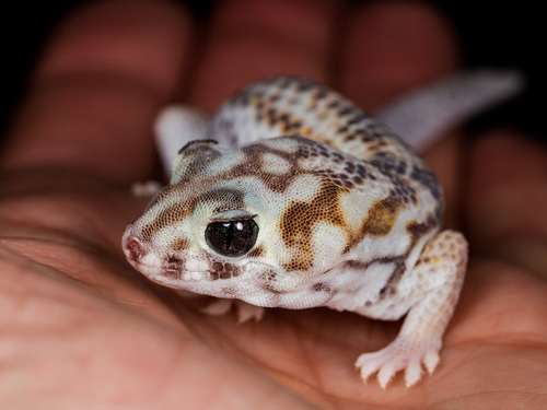 Common Wonder Gecko, Teratoscincus scincus