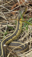Thamnophis sirtalis semifasciatus