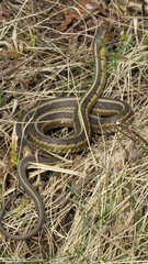 Thamnophis sirtalis semifasciatus