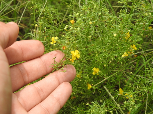 Image of Broomwort (Scoparia montevidensis) by (c) Eduardo Luis Beltrocco, some rights reserved (CC BY)