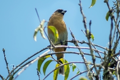 Schistochlamys ruficapillus
