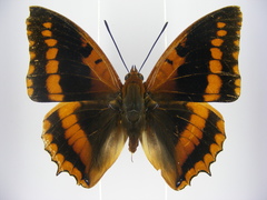 Charaxes lucretius maximus