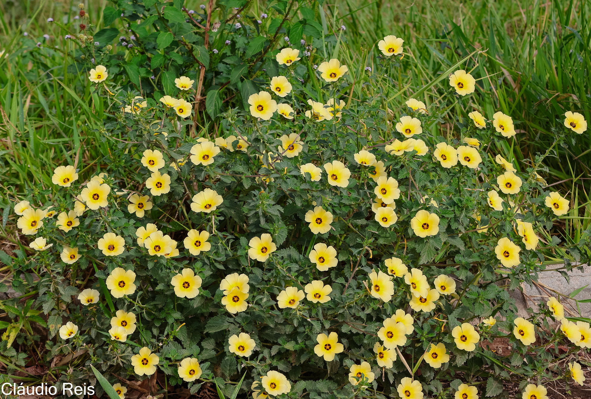 Turnera subulata