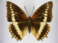 Charaxes lucretius maximus
