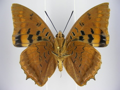 Charaxes lucretius maximus