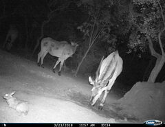Bunyoro Rabbit photo 4