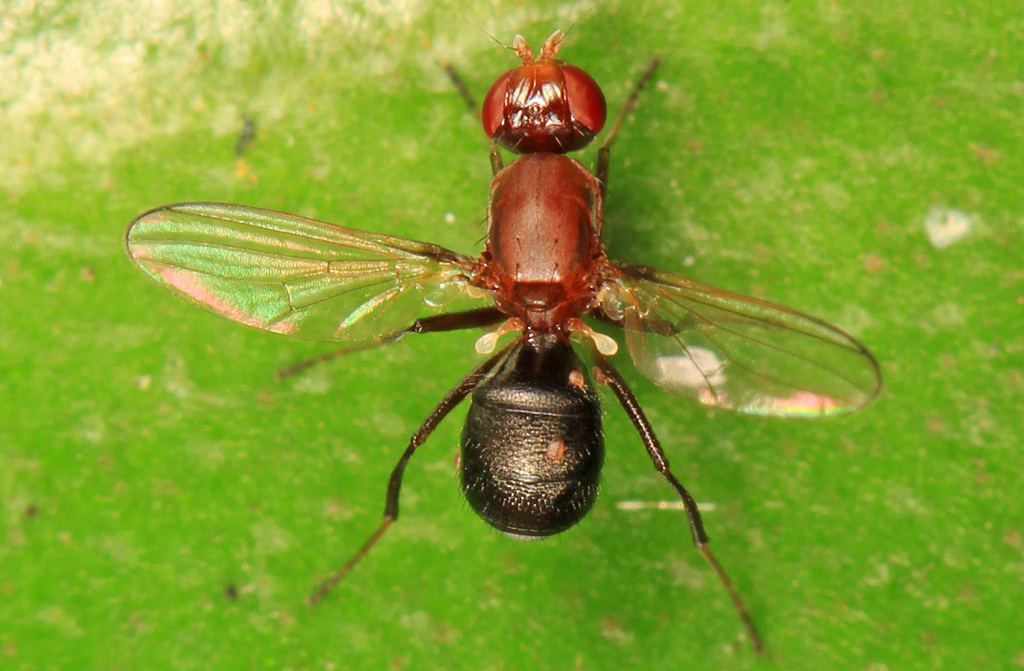 Archisepsis