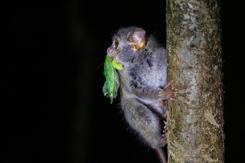 Dian's Tarsier
