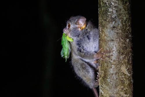 Dian's Tarsier (Tarsius dentatus) — Vulnerable Mammalia