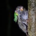 Tarsius dentatus - Photo (c) Royle Safaris, alguns direitos reservados (CC BY-NC), enviado por Royle Safaris