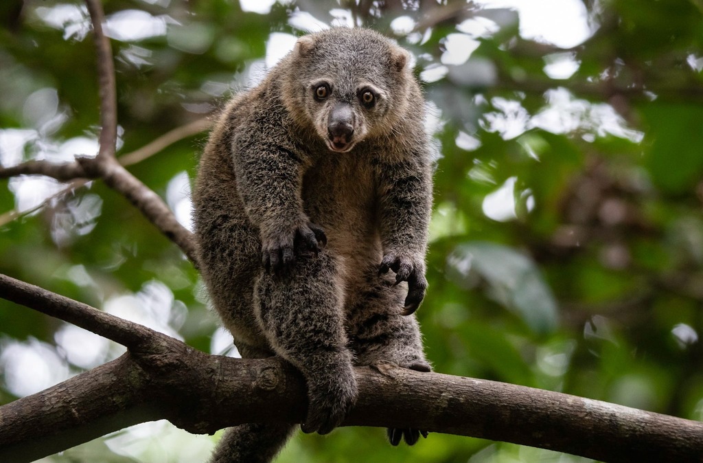 Sulawesi Bear Cuscus