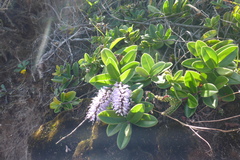 Veronica obtusata