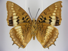 Charaxes lucretius maximus